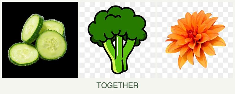 Can you plant cucumbers, broccoli and dahlias together?