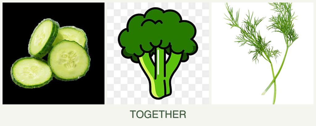 Can you plant cucumbers, broccoli and dill together?