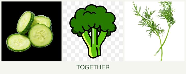 Can you plant cucumbers, broccoli and dill together?