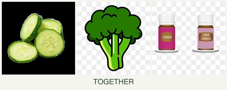 Can you plant cucumbers, broccoli and geraniums together?