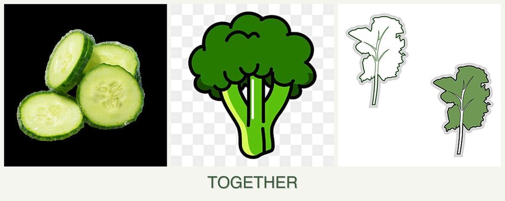 Can you plant cucumbers, broccoli and kale together?