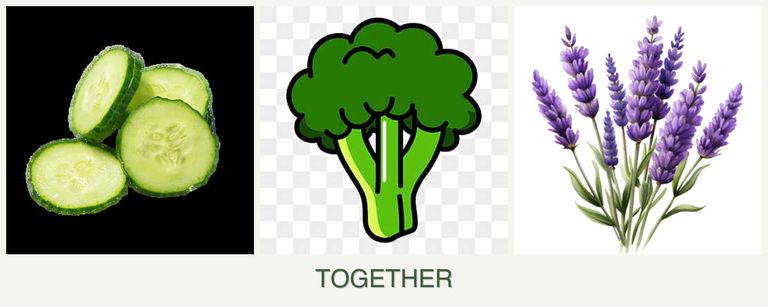 Can you plant cucumbers, broccoli and lavender together?