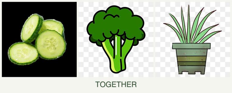 Can you plant cucumbers, broccoli and lemongrass together?