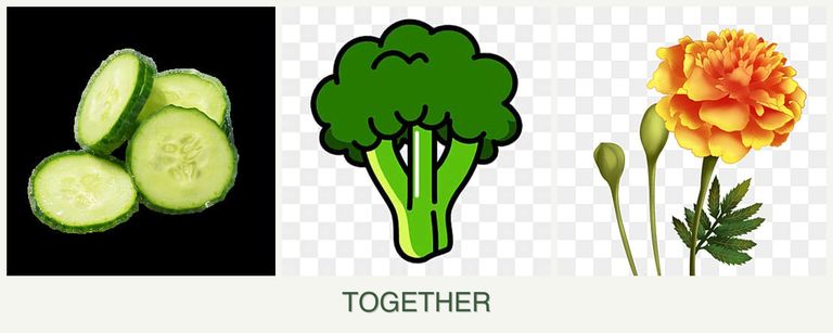 Can you plant cucumbers, broccoli and marigolds together?