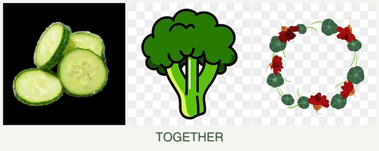 Can you plant cucumbers, broccoli and nasturtiums together?