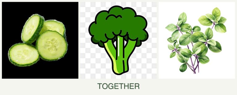Can you plant cucumbers, broccoli and oregano together?