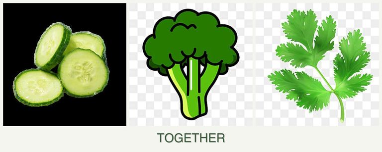 Can you plant cucumbers, broccoli and parsley together?