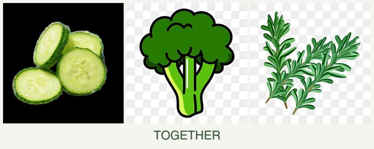 Can you plant cucumbers, broccoli and rosemary together?