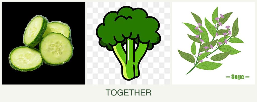 Can you plant cucumbers, broccoli and sage together?