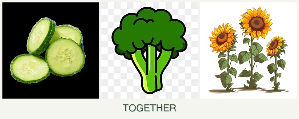 Can you plant cucumbers, broccoli and sunflowers together?