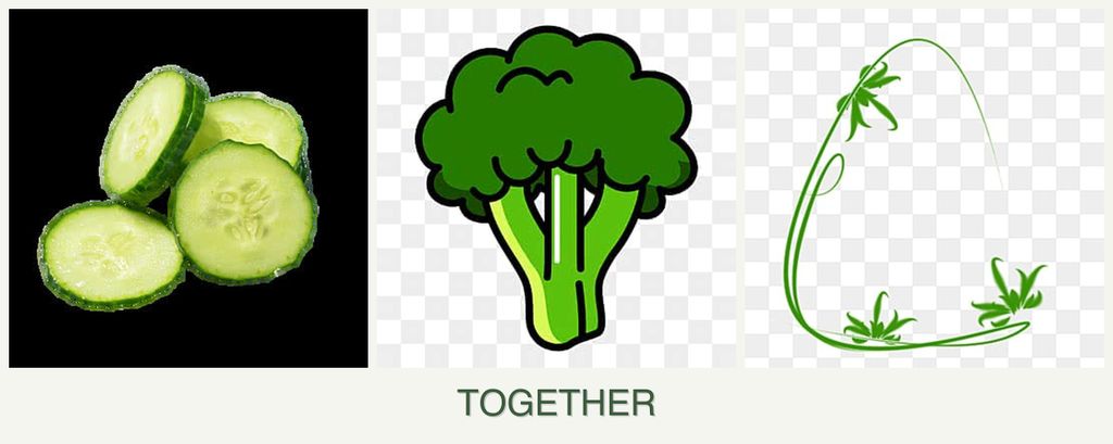 Can you plant cucumbers, broccoli and tarragon together?