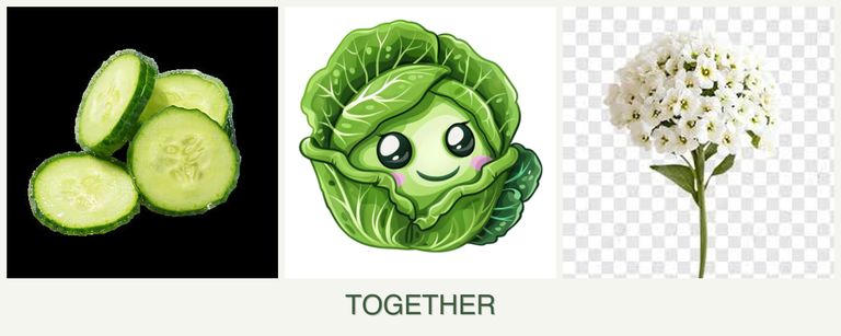 Can you plant cucumbers, cabbage and alyssum together?