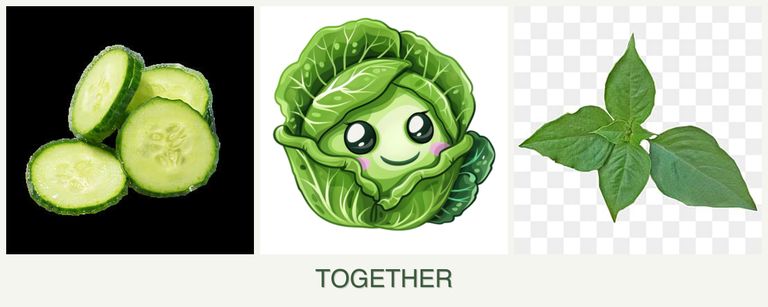 Can you plant cucumbers, cabbage and basil together?