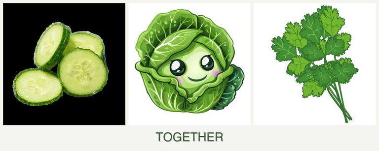 Can you plant cucumbers, cabbage and cilantro together?