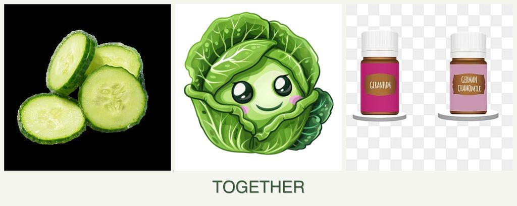 Can you plant cucumbers, cabbage and geraniums together?