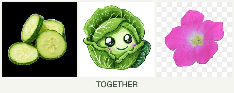 Can you plant cucumbers, cabbage and petunias together?