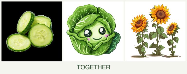 Can you plant cucumbers, cabbage and sunflowers together?