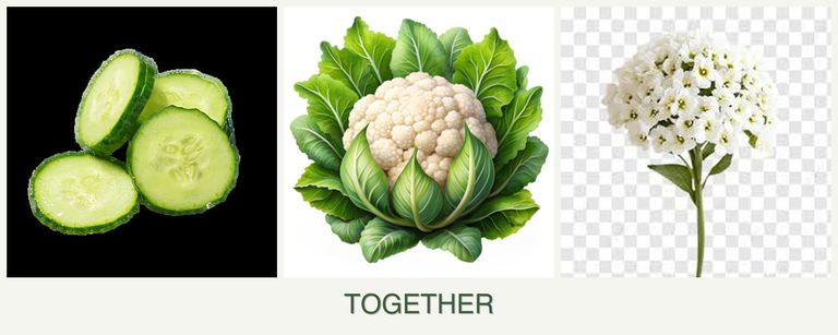 Can you plant cucumbers, cauliflower and alyssum together?
