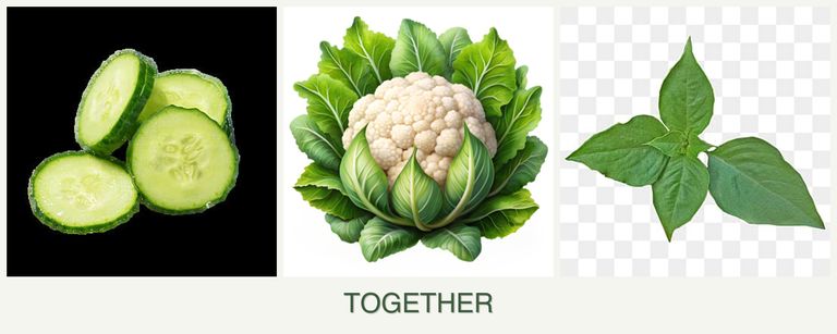 Can you plant cucumbers, cauliflower and basil together?