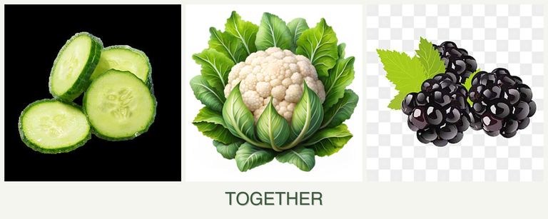 Can you plant cucumbers, cauliflower and blackberries together?