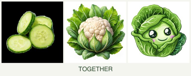 Can you plant cucumbers, cauliflower and cabbage together?