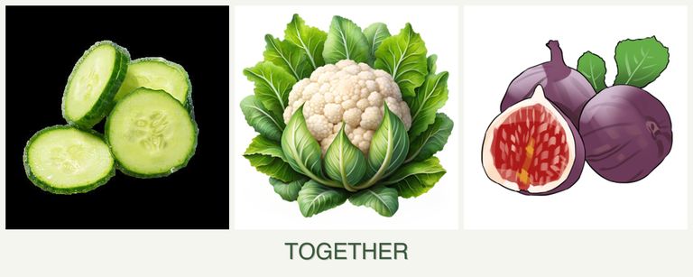 Can you plant cucumbers, cauliflower and figs together?