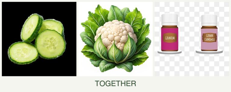 Can you plant cucumbers, cauliflower and geraniums together?