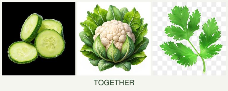 Can you plant cucumbers, cauliflower and parsley together?