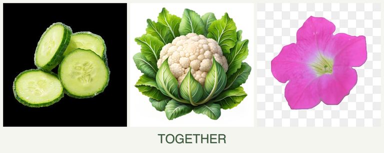 Can you plant cucumbers, cauliflower and petunias together?