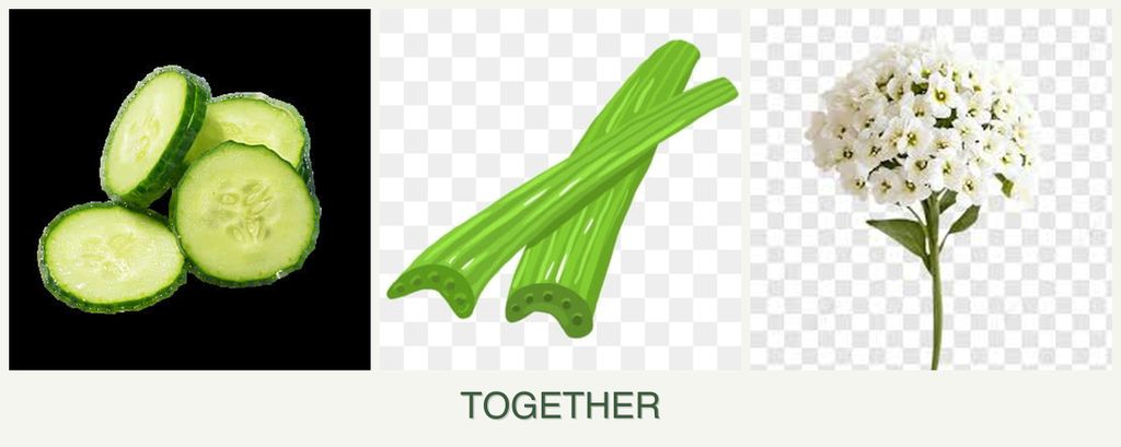 Can you plant cucumbers, celery and alyssum together?
