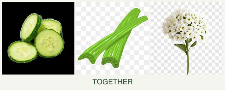 Can you plant cucumbers, celery and alyssum together?