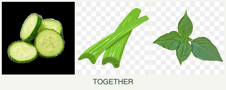 Can you plant cucumbers, celery and basil together?