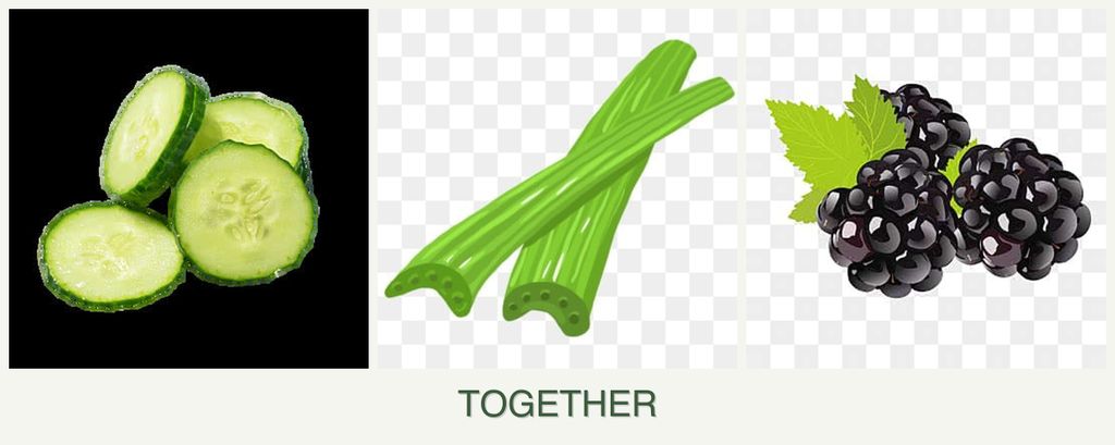 Can you plant cucumbers, celery and blackberries together?