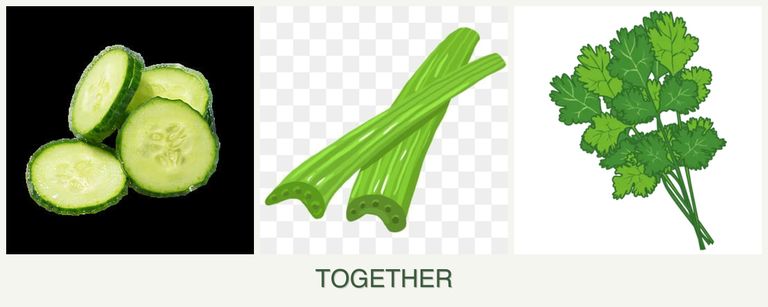 Can you plant cucumbers, celery and cilantro together?