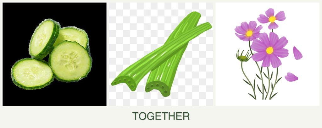 Can you plant cucumbers, celery and cosmos together?