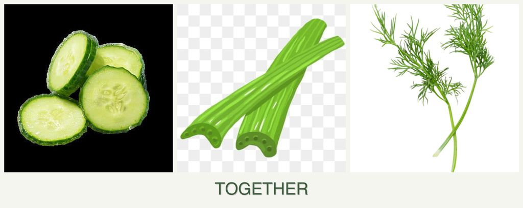 Can you plant cucumbers, celery and dill together?