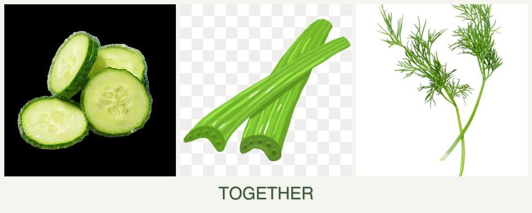 Can you plant cucumbers, celery and dill together?