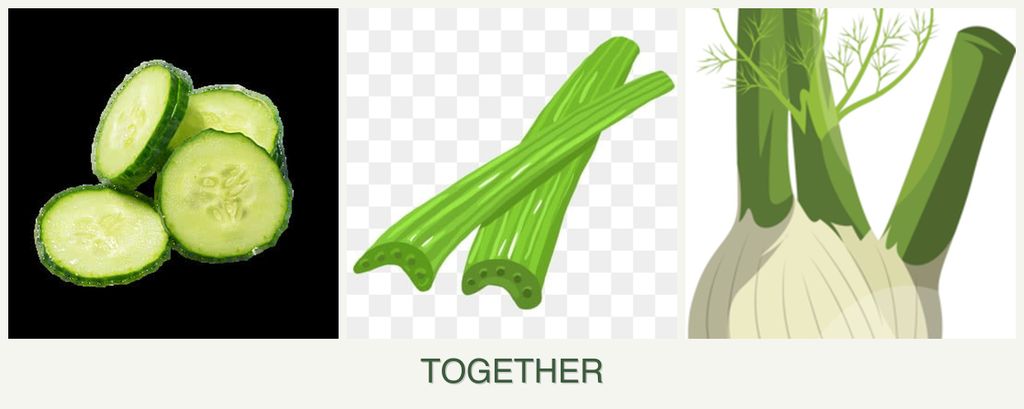 Can you plant cucumbers, celery and fennel together?