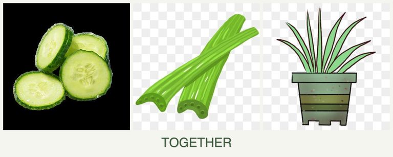Can you plant cucumbers, celery and lemongrass together?