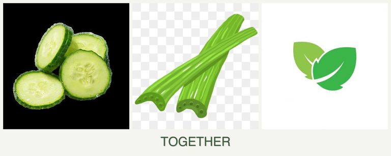Can you plant cucumbers, celery and mint together?