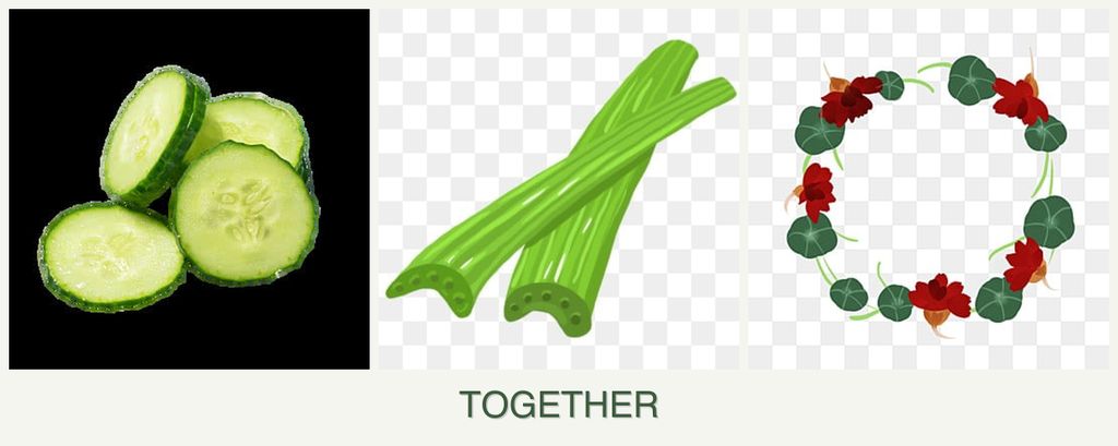 Can you plant cucumbers, celery and nasturtiums together?