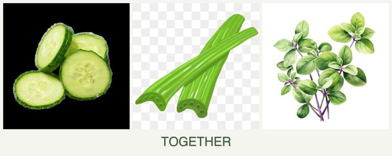 Can you plant cucumbers, celery and oregano together?