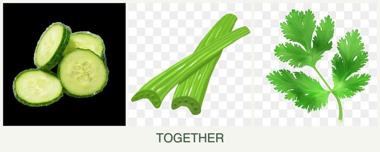 Can you plant cucumbers, celery and parsley together?