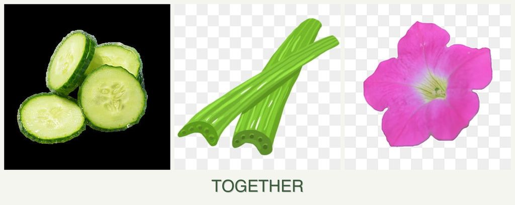 Can you plant cucumbers, celery and petunias together?
