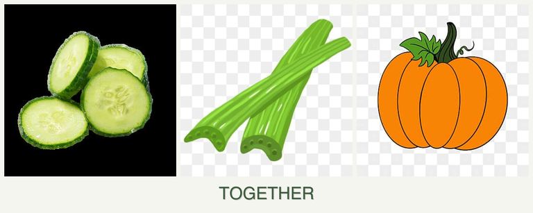 Can you plant cucumbers, celery and pumpkin together?
