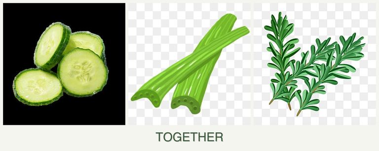 Can you plant cucumbers, celery and rosemary together?
