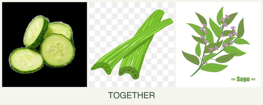 Can you plant cucumbers, celery and sage together?