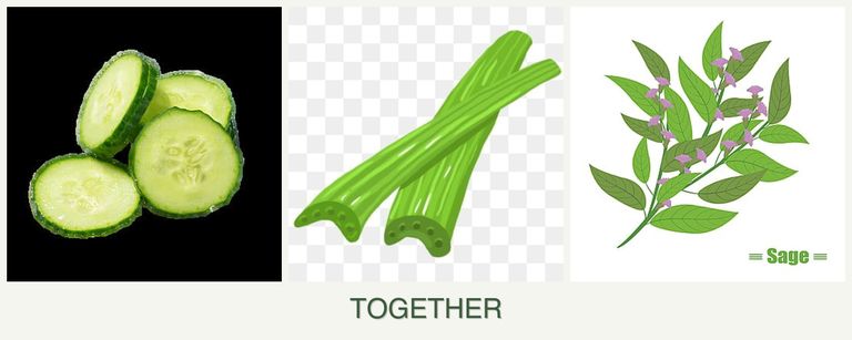 Can you plant cucumbers, celery and sage together?