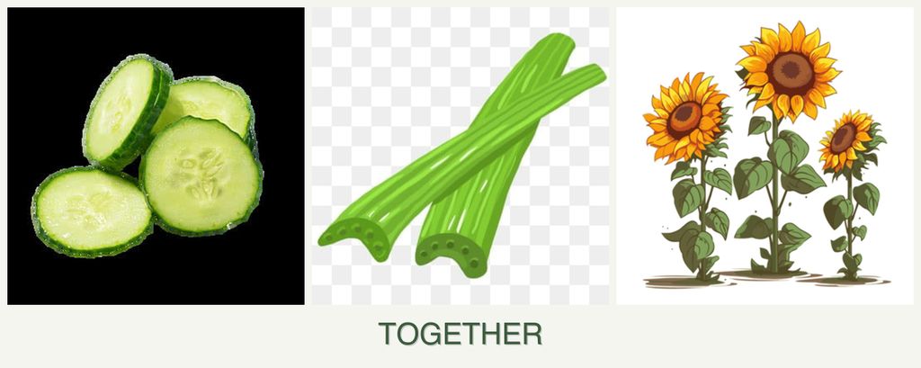 Can you plant cucumbers, celery and sunflowers together?