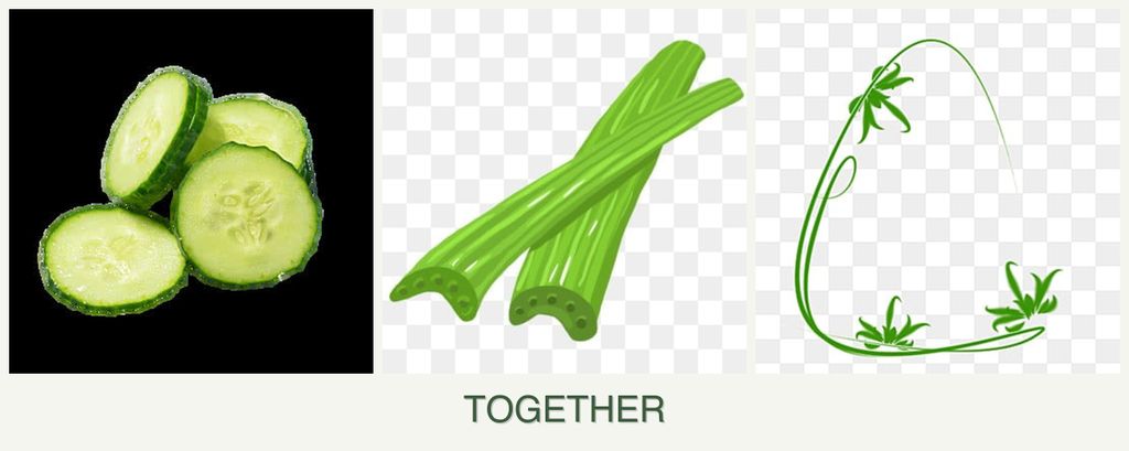 Can you plant cucumbers, celery and tarragon together?